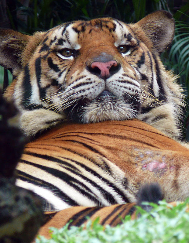 Lazy Tiger Photograph by Joel Gilgoff - Fine Art America