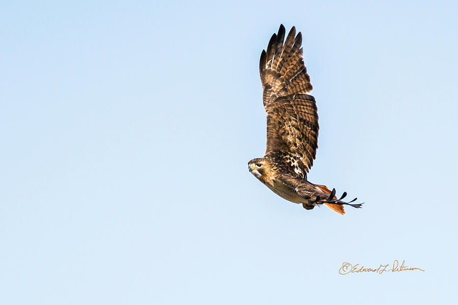 Lazy Turn Of A Red-tail Hawk Photograph by Ed Peterson