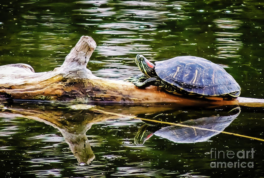 Lazy Turtle Photograph by JB Thomas