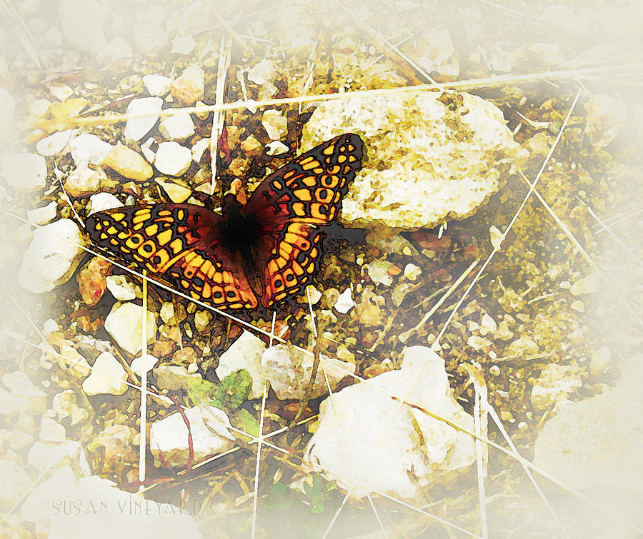 LBJ Butterfly Photograph by Susan Vineyard