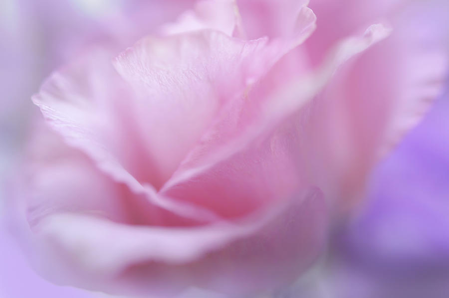 Le Baiser Rose Photograph by Jenny Rainbow