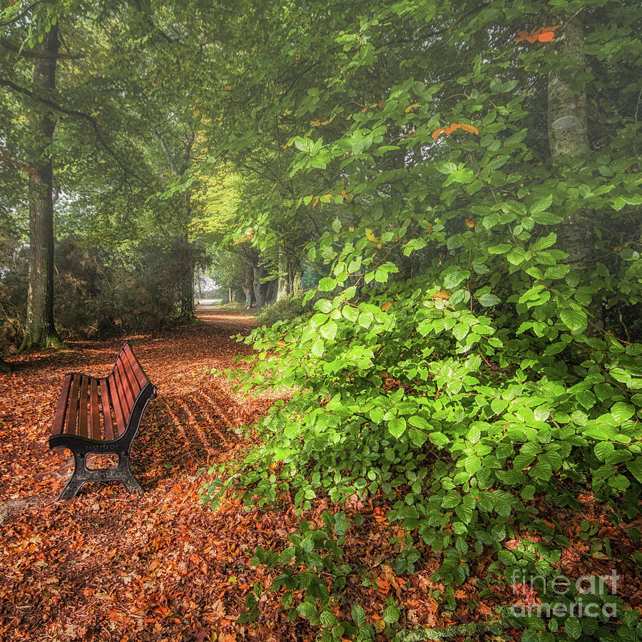 The abbey's bench Photograph by Dominique Guillaume | Fine Art America