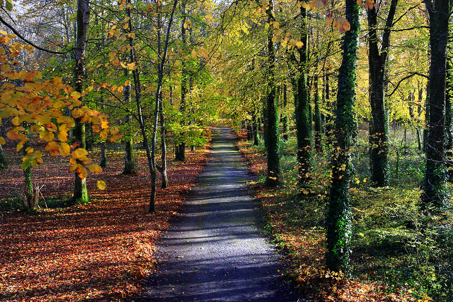 Le Chemin De La Couleur Photograph by Pierre Leclerc Photography - Fine ...