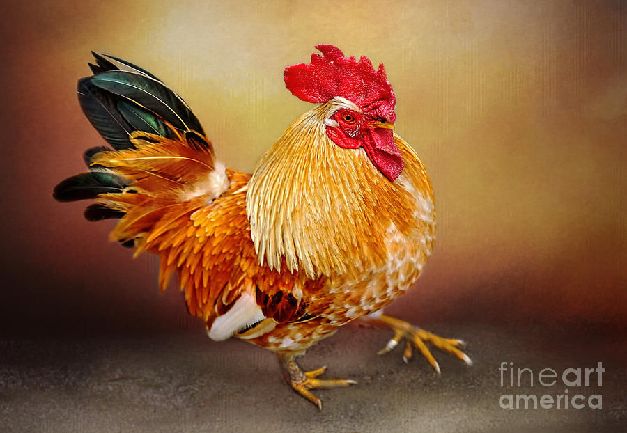 Rooster Photograph - Le Coc dOr by Kaye Menner by Kaye Menner