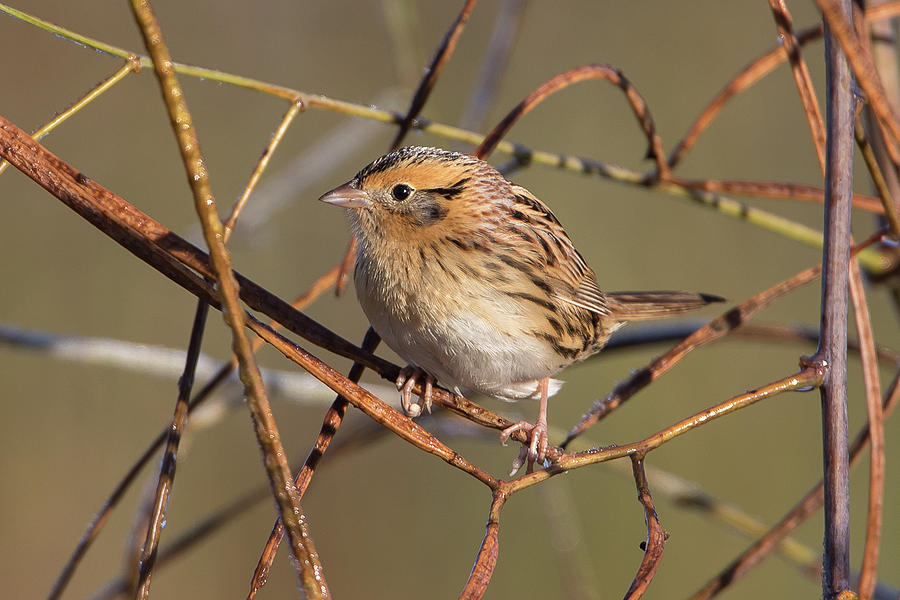 Le Contes Sparrow Photograph by Ronnie Maum