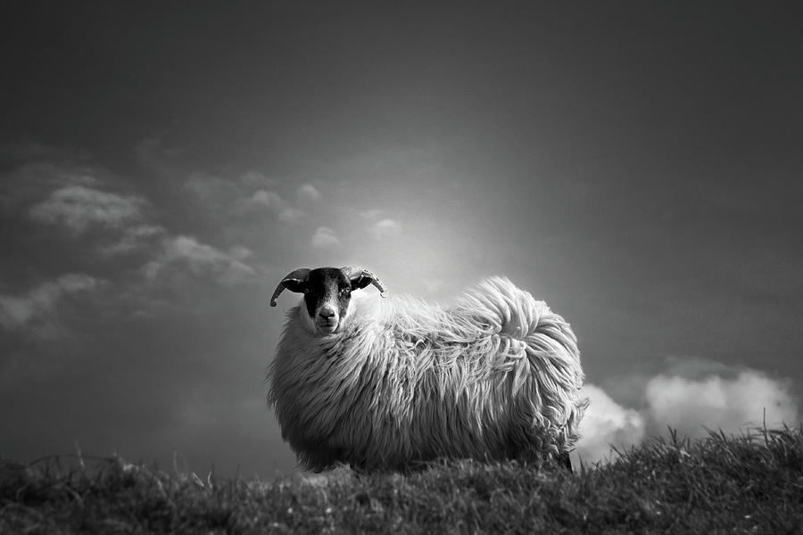 Sheep Photograph - Le Fluff by Dorit Fuhg