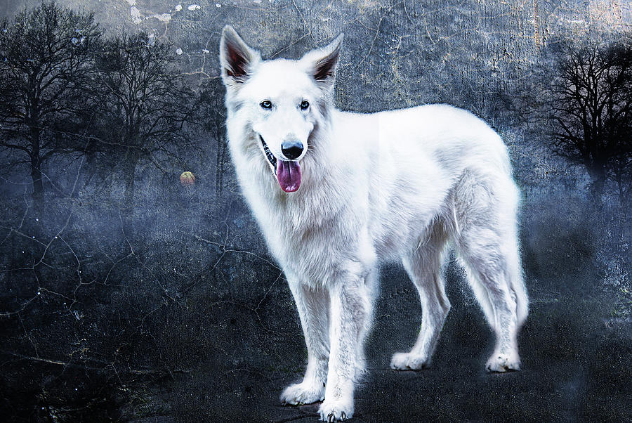 Le Loup Blanc Photograph by Joachim G Pinkawa