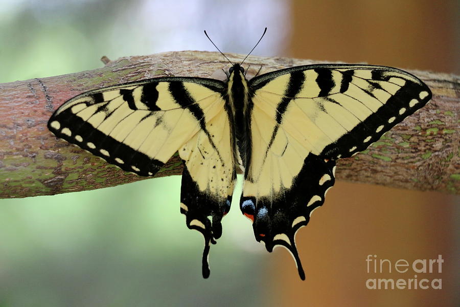 Le Papillon - Papilio Glaucus Photograph by Christiane Schulze Art And Photography