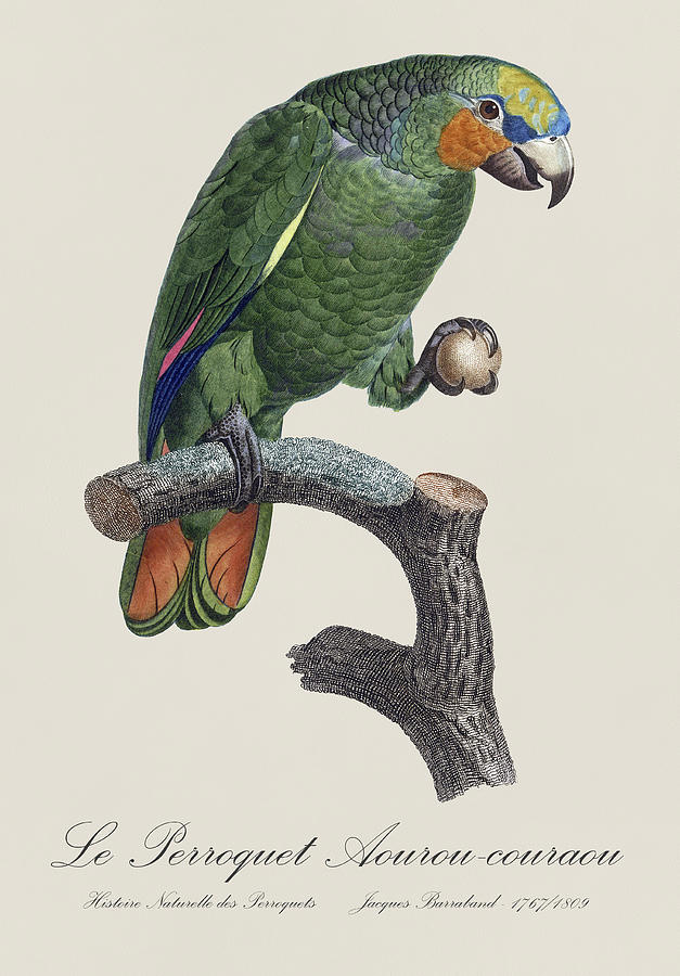 Le Perroquet Aourou-couraou / Orange-winged amazon - Restored 19th illustration by Barraband Painting by SP JE Art