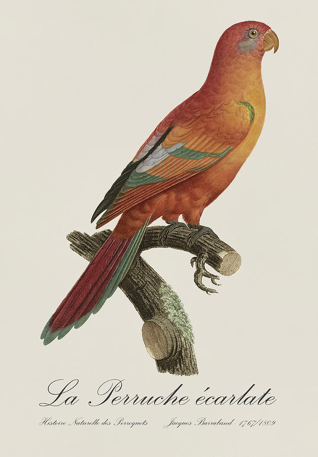 Le Perruche ecarlate - Restored 19th century parakeet illustration by Jacques Barraband Painting by SP JE Art