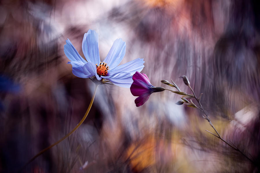 Flower Photograph - Le Rendez Vous by Fabien Bravin