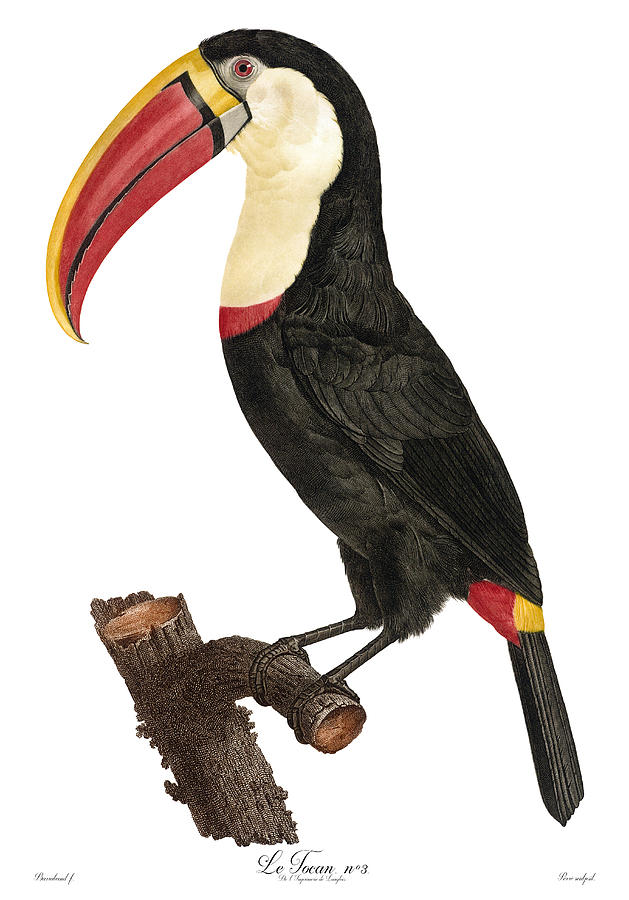 Toucan Le Tocan Antique Bird Print Jacques Barraband Francois ...