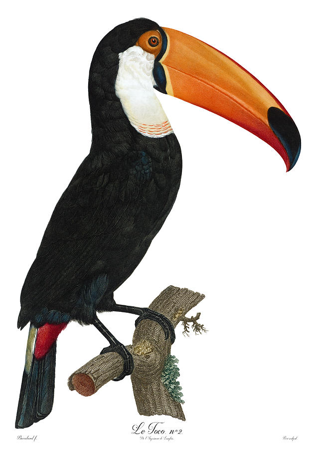 Le Toco Antique Bird Print Jacques Barraband Francois Levaillant Painting