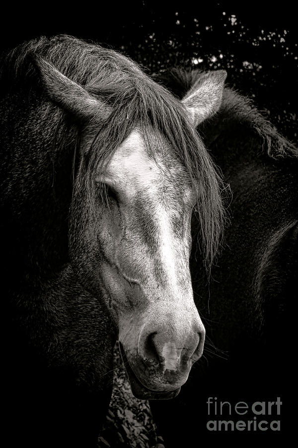 Horse Photograph - Le Vieux Percheron  by Olivier Le Queinec
