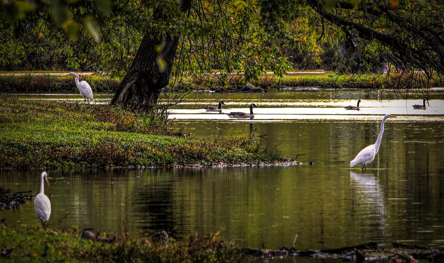 Bird Photograph - Lead me Beside Still Waters by Timothy Johnson