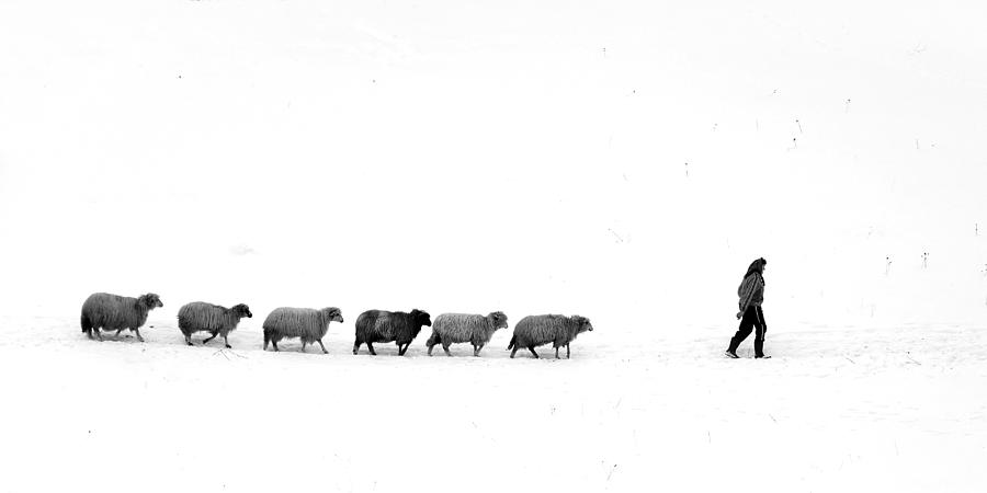 Black And White Photograph - Leadersheep by Ionut Harag