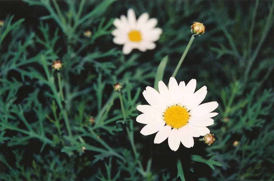 Floral Photograph - Leading by Example by Brian Edward Harris Floral Photograph - Leading by Example by Brian Edward Harris