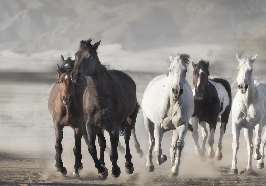 Leading the Charge Photograph by Carol Howard - Fine Art America