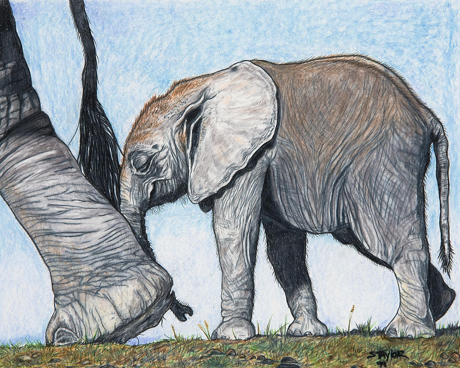Elephant Mixed Media - Leading the way by Stephen Taylor