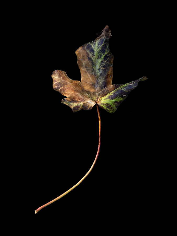 Leaf 1 Photograph by David J Bookbinder