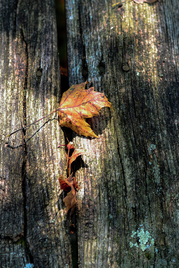 Leaf 1 Photograph