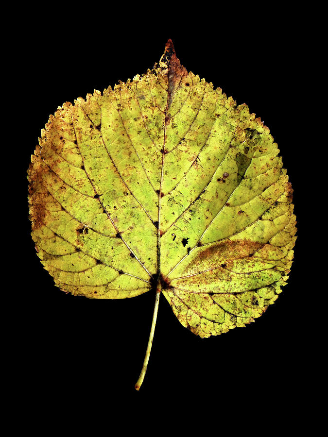 Leaf 10 Photograph by David J Bookbinder