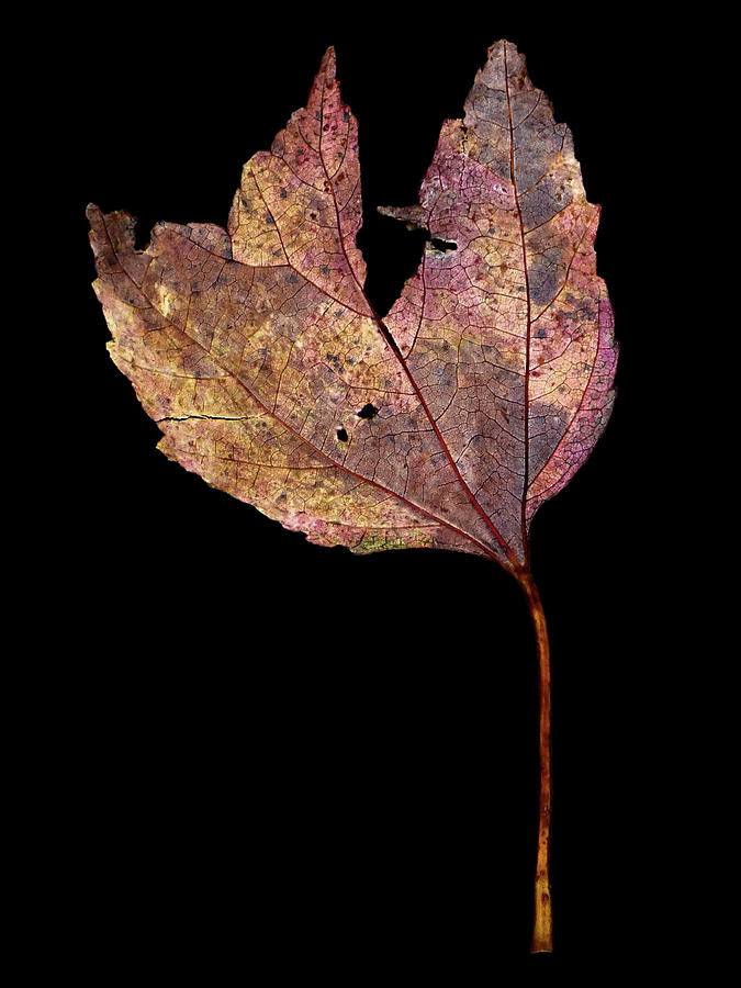 Leaf 11 Photograph by David J Bookbinder