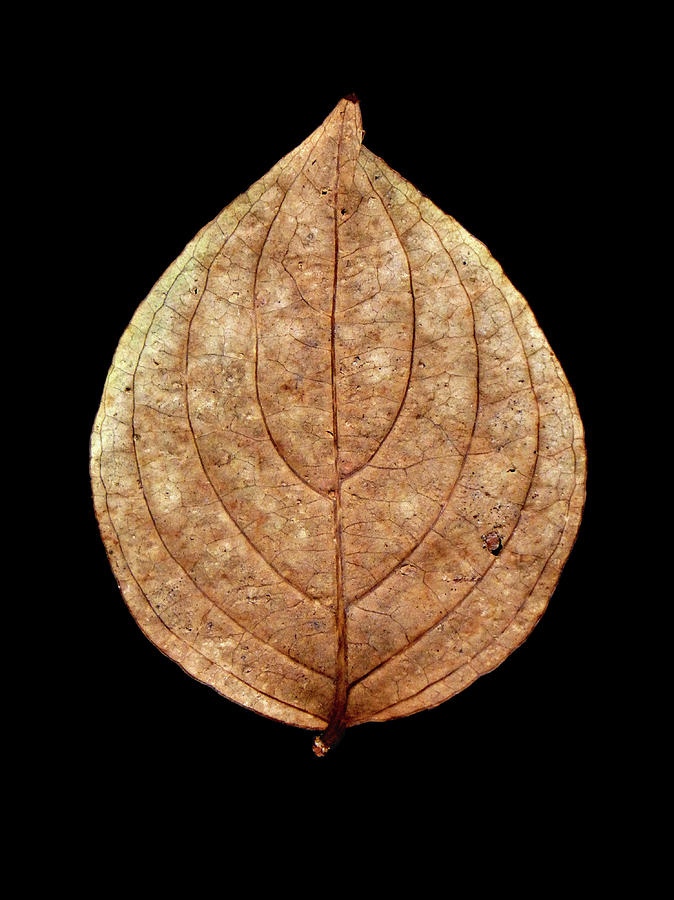 Leaf 12 Photograph by David J Bookbinder