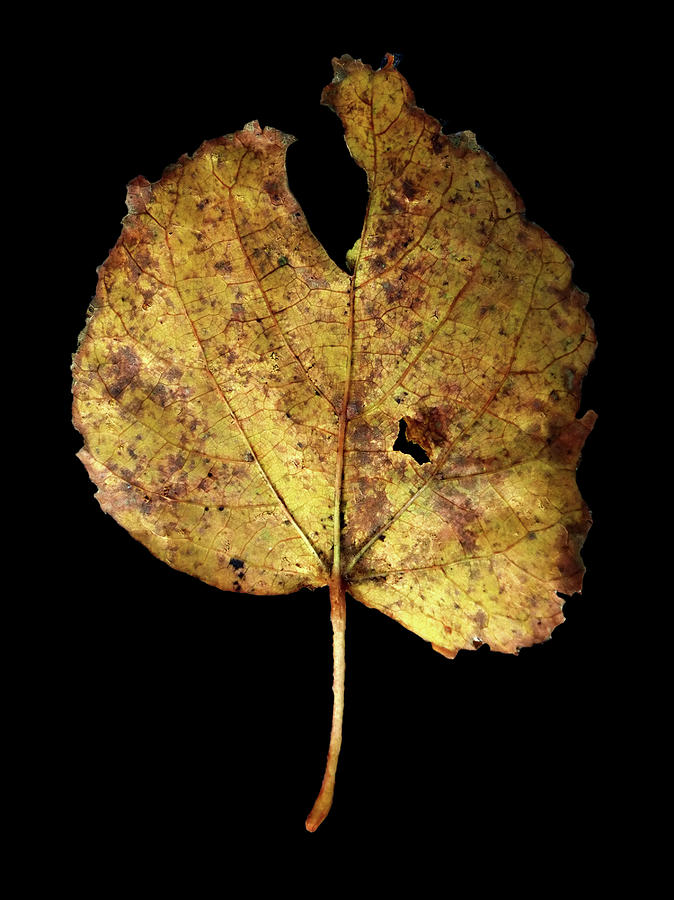 Leaf 13 Photograph by David J Bookbinder