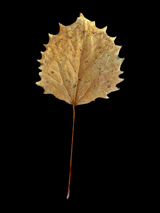 Leaf 14 Photograph by David J Bookbinder