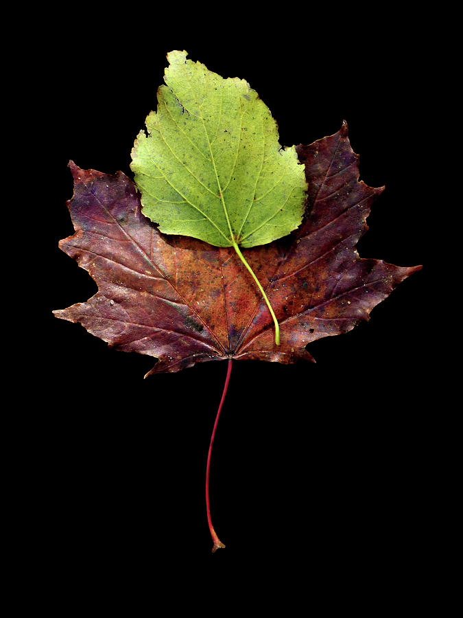 Leaf 15 Photograph by David J Bookbinder