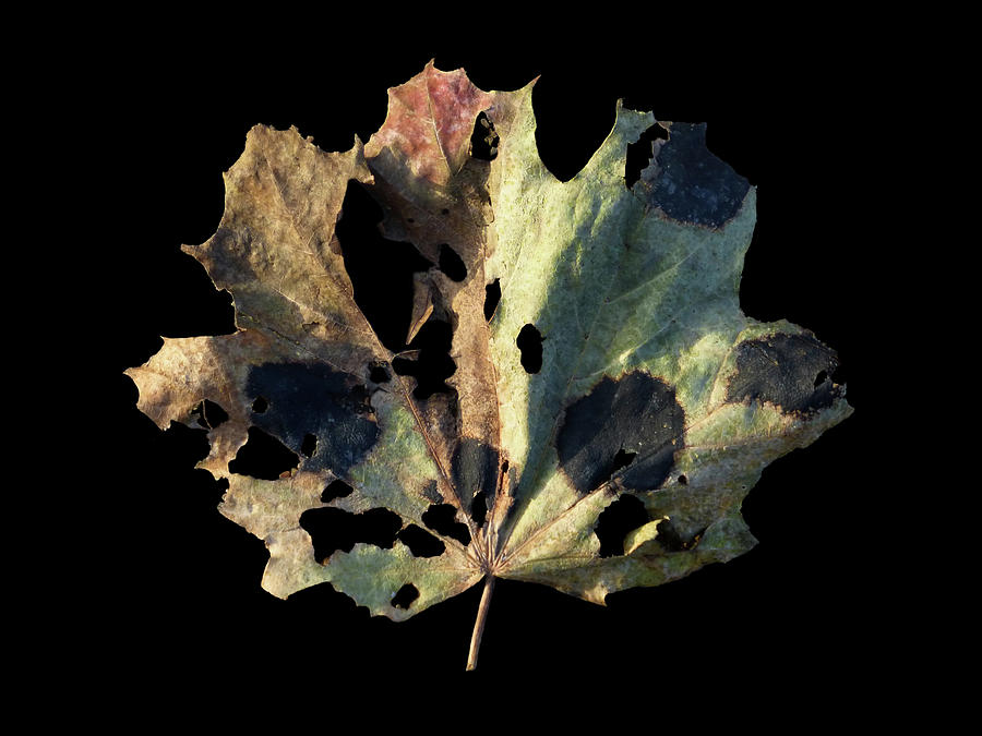 Leaf 16 Photograph by David J Bookbinder