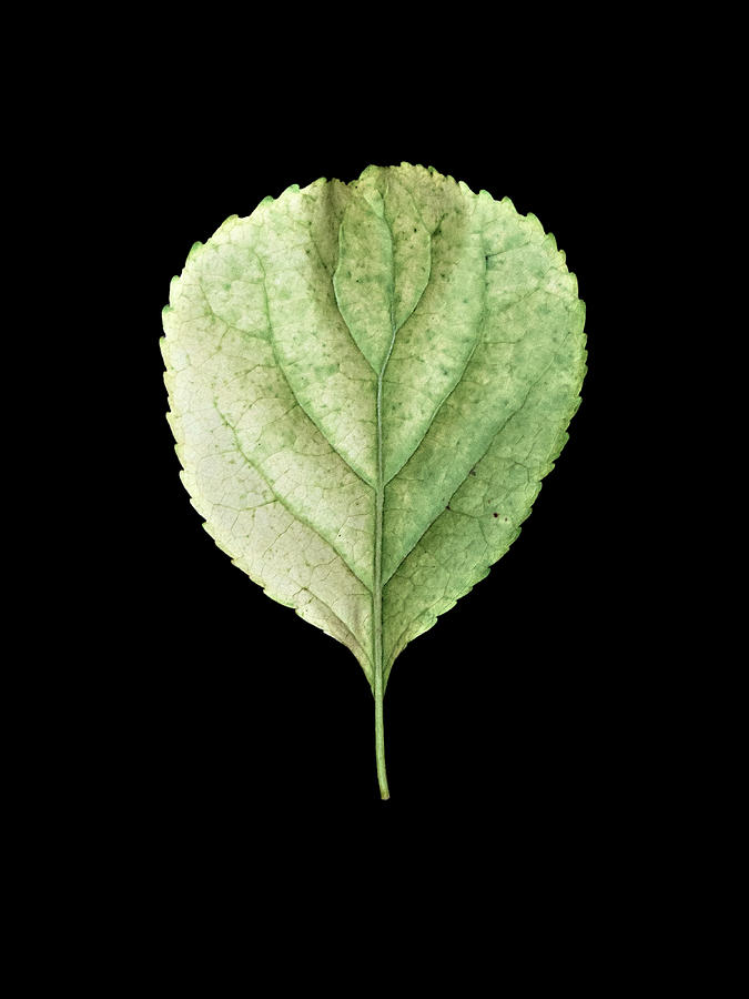 Leaf 19 Photograph by David J Bookbinder