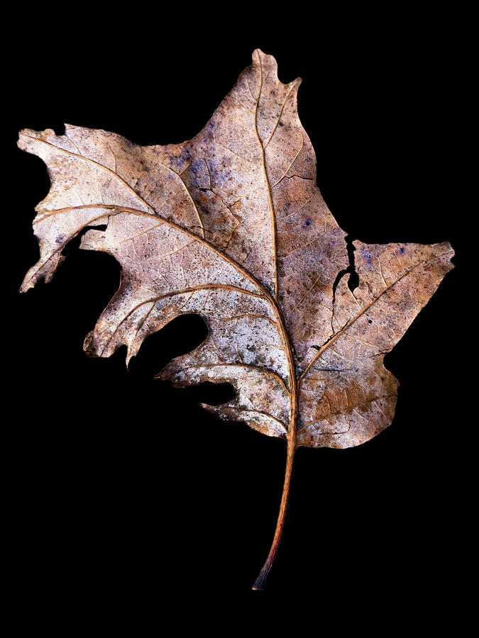 Leaf 2 Photograph by David J Bookbinder