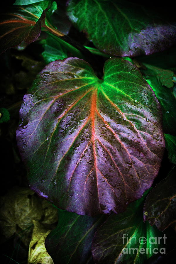 Leaf 2 Photograph by Esko Lindell