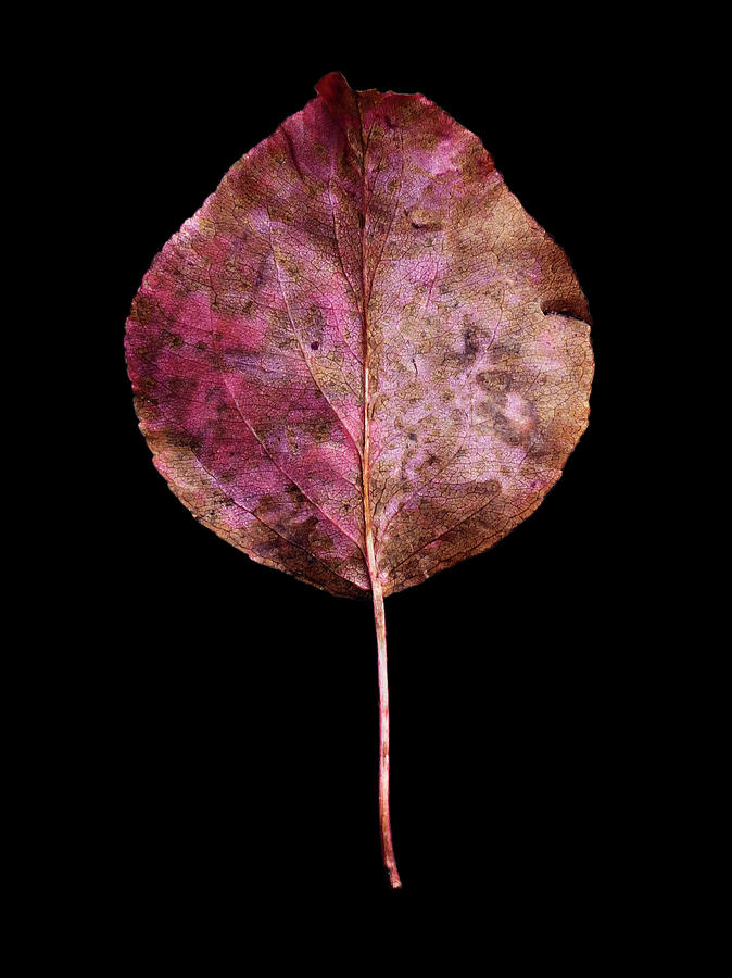 Leaf 20 Photograph by David J Bookbinder