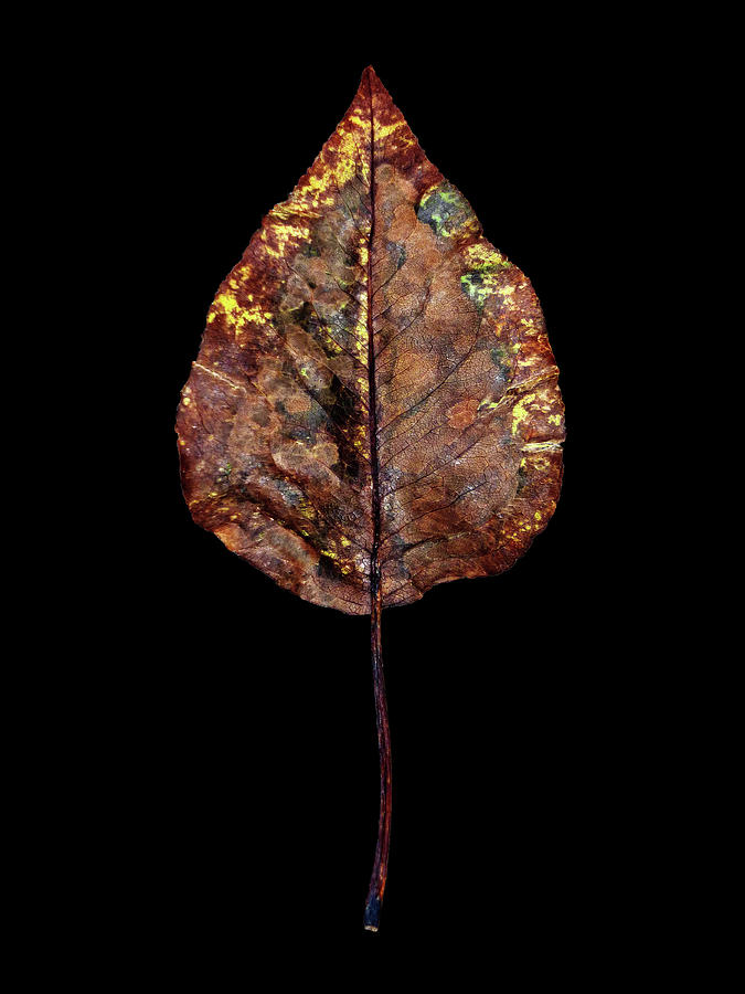 Leaf 21 Photograph by David J Bookbinder