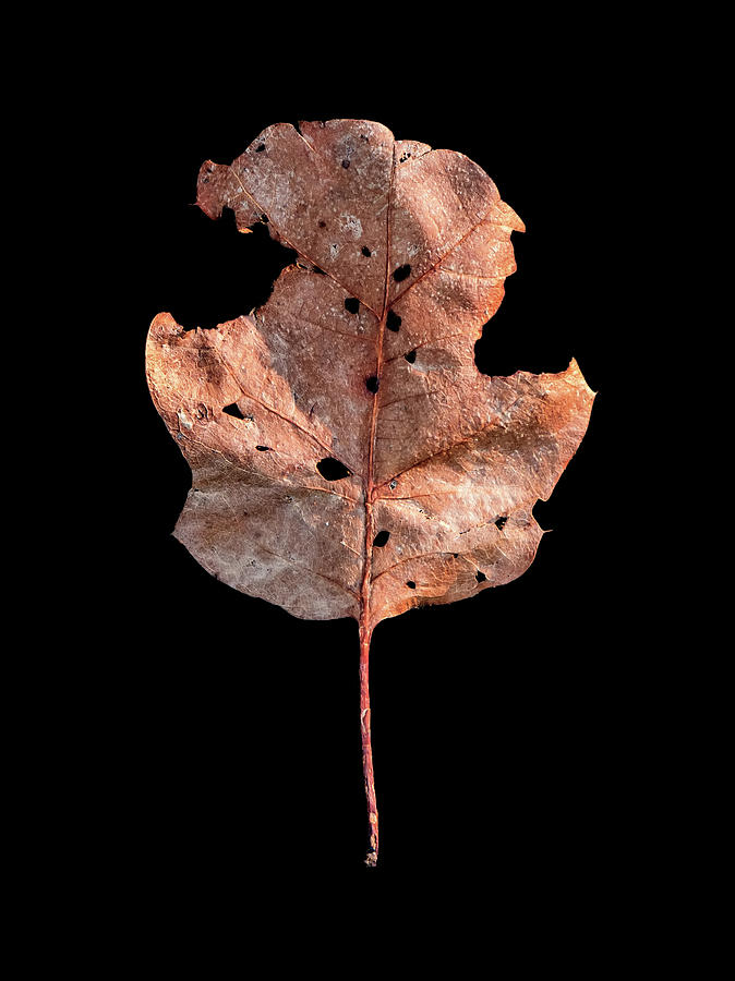 Leaf 24 Photograph by David J Bookbinder