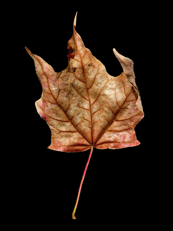 Leaf 4 Photograph by David J Bookbinder