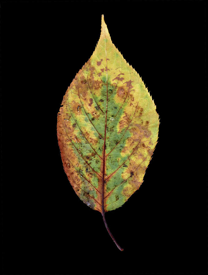 Leaf 5 Photograph by David J Bookbinder