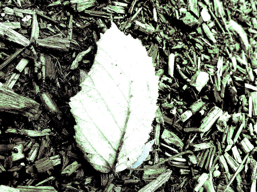 Leaf 54  Photograph by The Lovelock experience