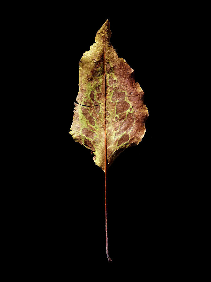 Leaf 6 Photograph by David J Bookbinder