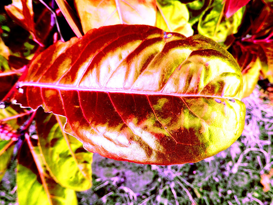 Leaf 63  Photograph by The Lovelock experience