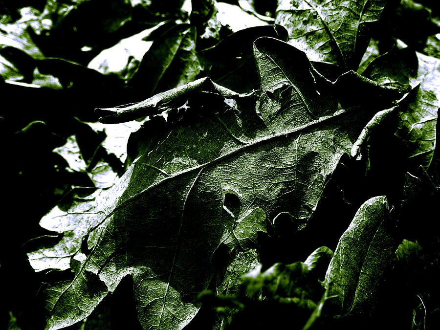 Leaf 66 Photograph