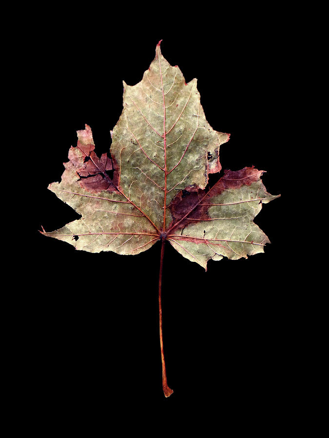 Leaf 7 Photograph by David J Bookbinder