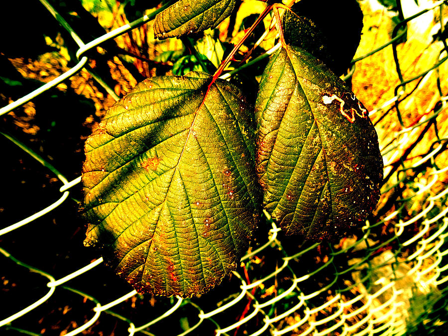 Leaf 72  Photograph by The Lovelock experience