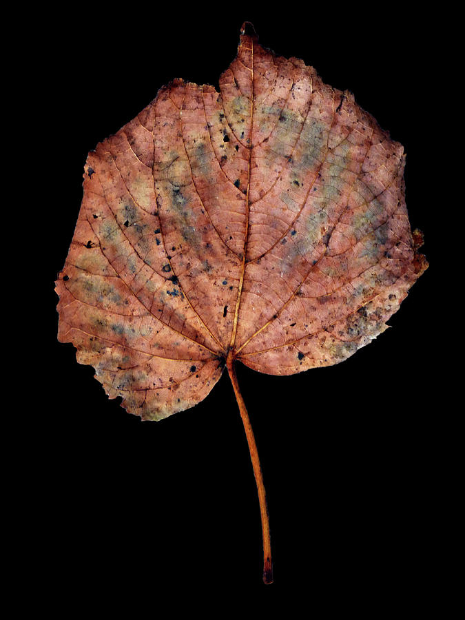 Leaf 8 Photograph by David J Bookbinder