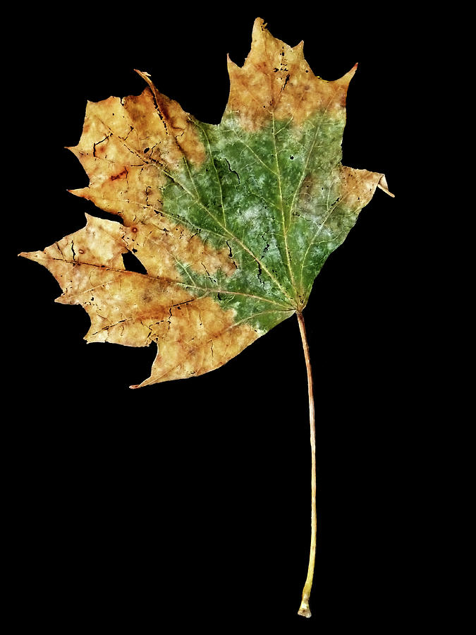 Leaf 9 Photograph by David J Bookbinder