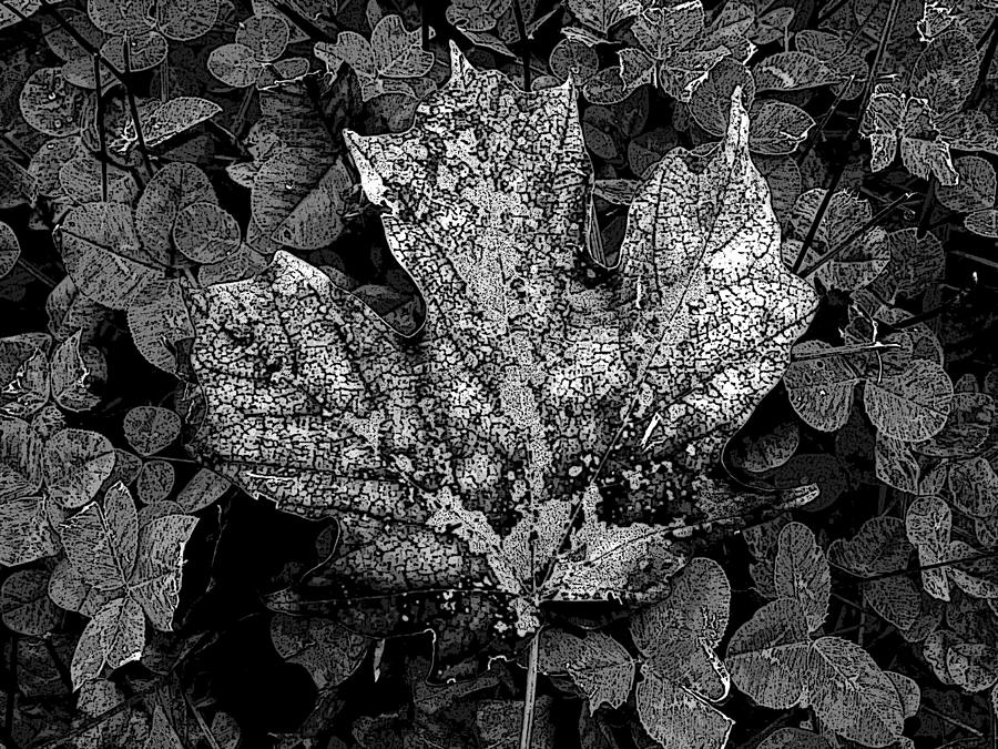 Leaf Digital Art by Aaron Kreinbrook