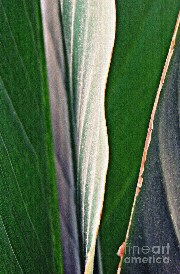 Leaf Abstract 13 Photograph by Sarah Loft
